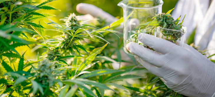 Srbija treba da legalizuje marihuanu – pogledajte Kolorado